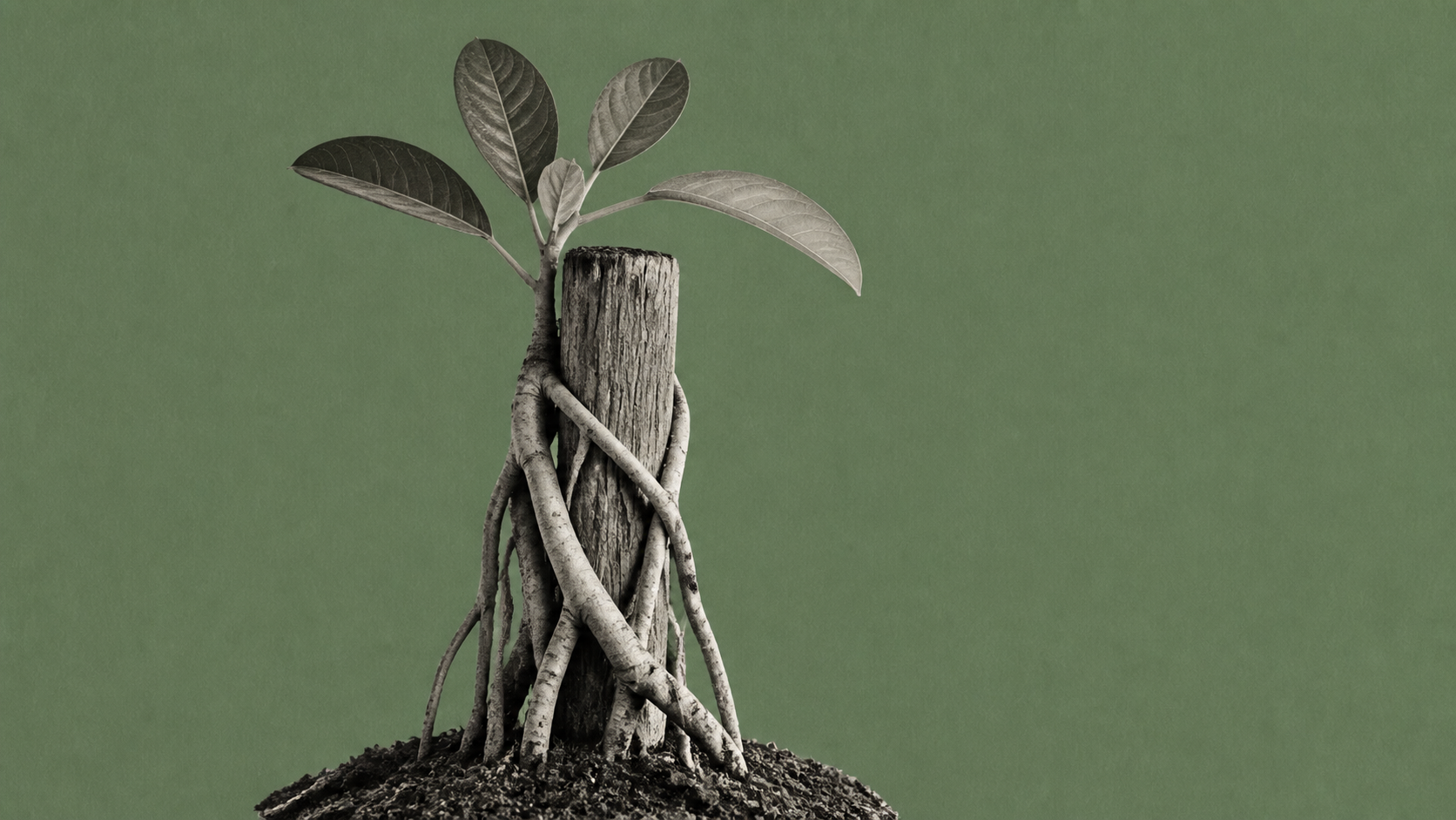 A young strangler fig wrapping its roots around a weathered wooden post, against a plain green background